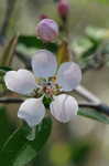 Southern crabapple